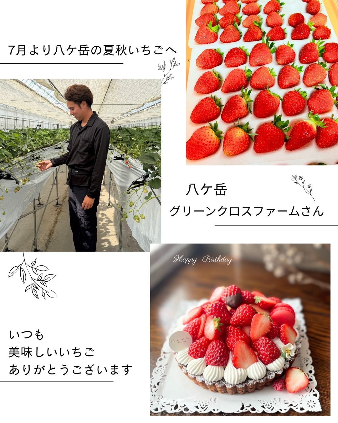 7月より八ヶ岳の夏秋いちごへ